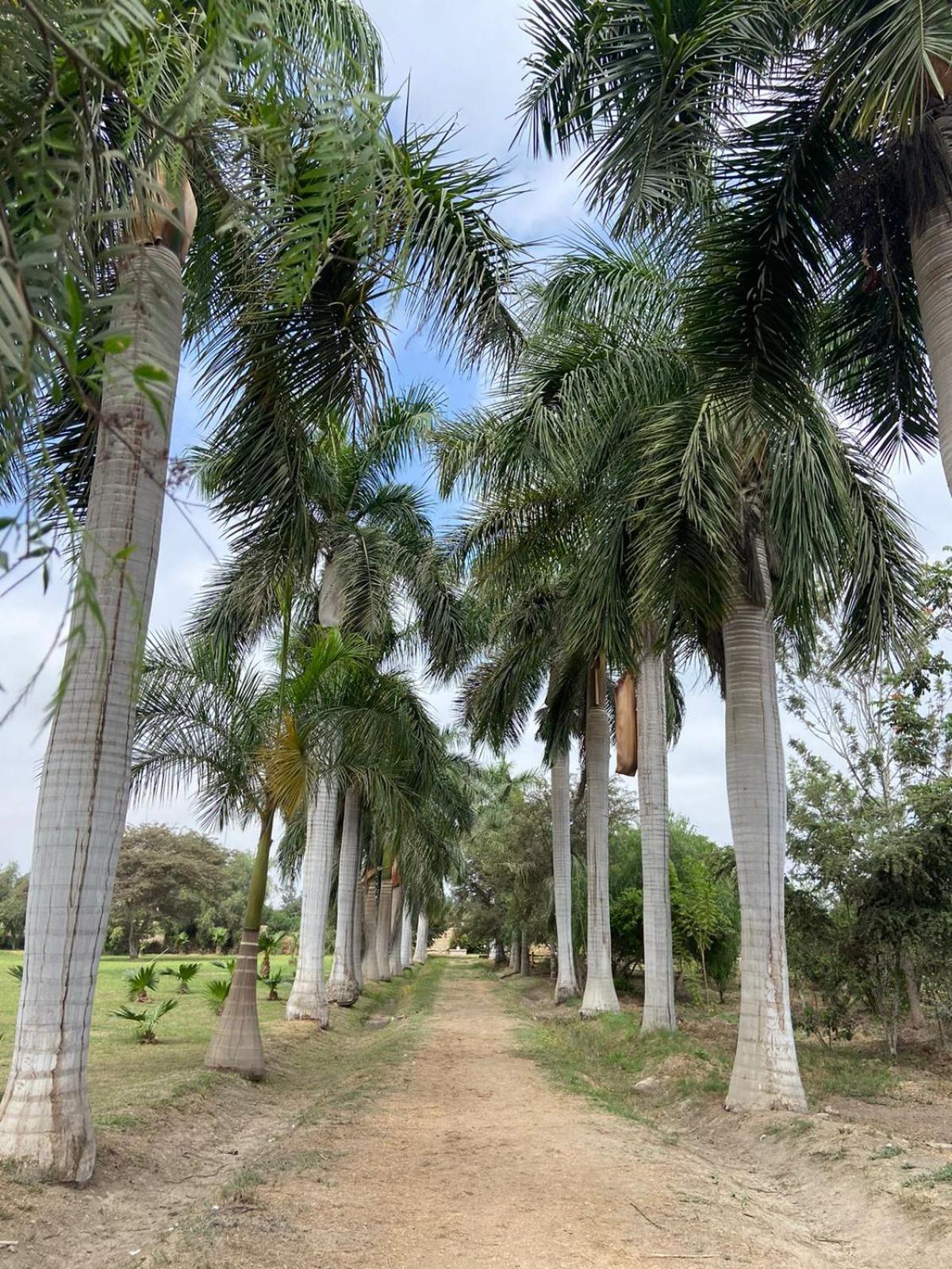 ホテル Casa Hacienda San Jose チンチャ・アルタ エクステリア 写真